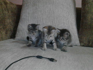 3 Kitten&lt; - Domestic Short Hair Cat