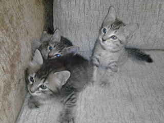 3 Kitten&lt; - Domestic Short Hair Cat