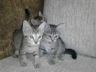 3 Kitten&lt; - Domestic Short Hair Cat