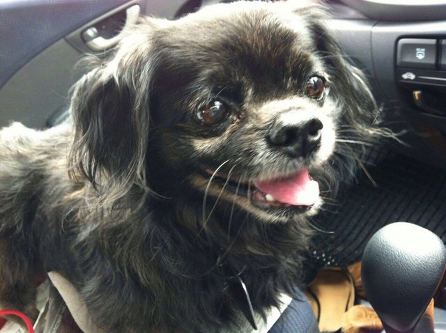 Lost Taman Melati - Pekingese + Shih Tzu Dog