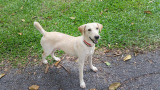 Miko - Beagle Mix Dog