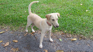 Miko - Beagle Mix Dog