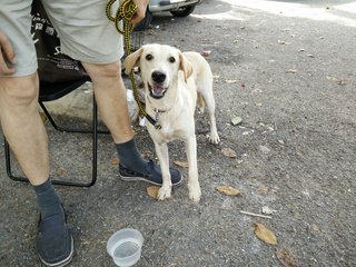 Miko - Beagle Mix Dog