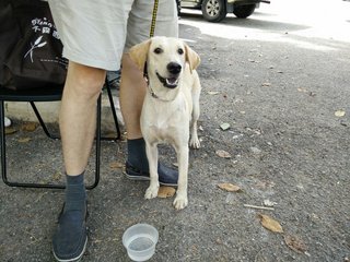 Miko - Beagle Mix Dog