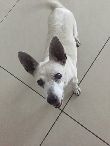 Snowy - Jack Russell Terrier Dog