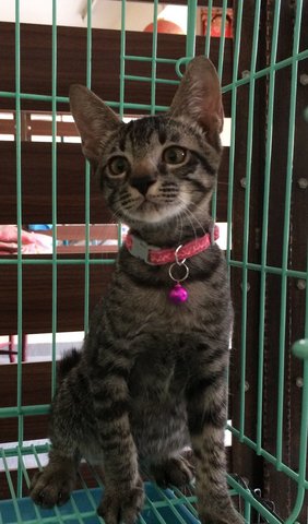 Handsome Kiwi Boy - Tabby Cat