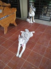 Hoho - Siberian Husky Dog