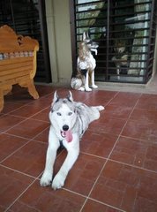 Hoho - Siberian Husky Dog