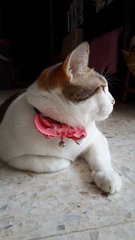 Mamak - Domestic Short Hair Cat