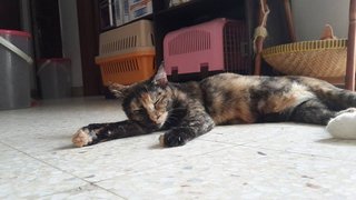 Midnight（pls Read Description) - Domestic Short Hair Cat