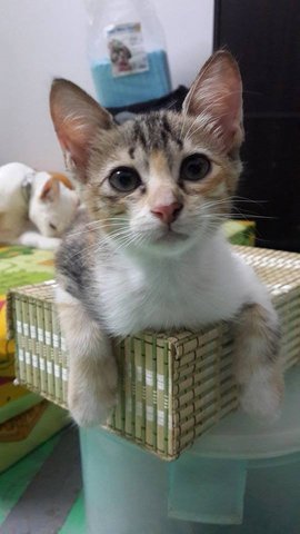 Wa Wa (Pls Read Description) - Calico Cat