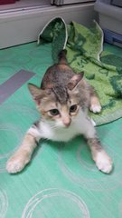 Wa Wa (Pls Read Description) - Calico Cat