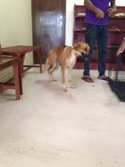 Lanky - Mixed Breed Dog