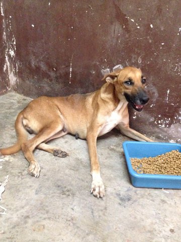 Lanky - Mixed Breed Dog