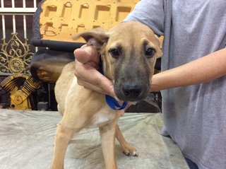 Little Blue - Mixed Breed Dog