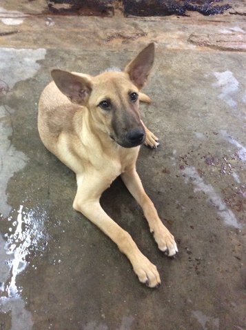 Little Blue - Mixed Breed Dog