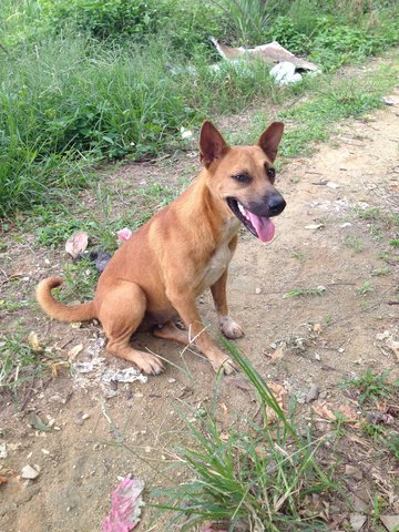 Wongwong - Mixed Breed Dog