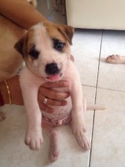 Puppiezzzzz - Mixed Breed Dog