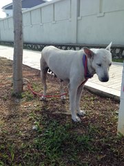 Mummy - Mixed Breed Dog