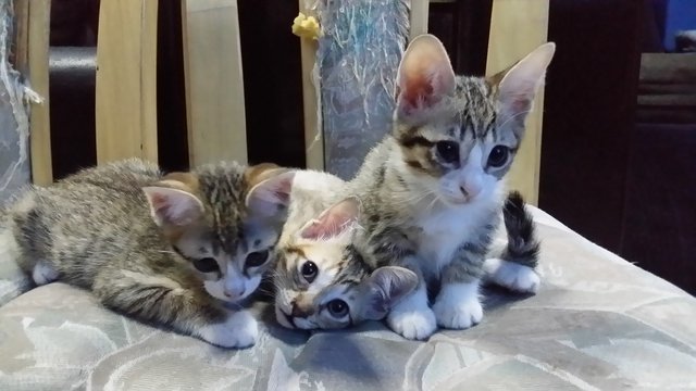 Betty, Betsy, Boo - Maine Coon + Ocicat Cat