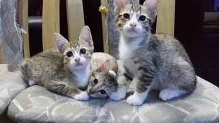 Betty, Betsy, Boo - Maine Coon + Ocicat Cat