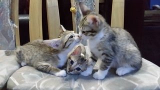 Betty, Betsy, Boo - Maine Coon + Ocicat Cat