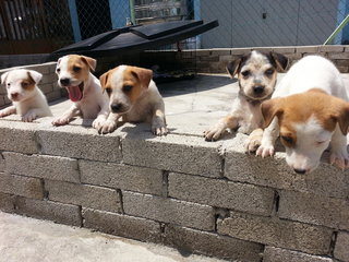 Beauty &amp; Her Sibling - Mixed Breed Dog