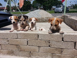 Beauty &amp; Her Sibling - Mixed Breed Dog