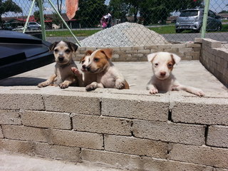 Beauty &amp; Her Sibling - Mixed Breed Dog