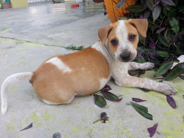 Beauty &amp; Her Sibling - Mixed Breed Dog