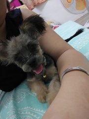 PF70370 - Schnauzer + Shih Tzu Dog