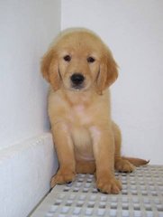 Golden Retriever ( Cham N Imp Line) - Golden Retriever Dog