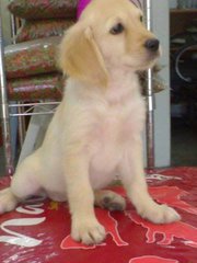 Golden Retriever ( Cham N Imp Line) - Golden Retriever Dog