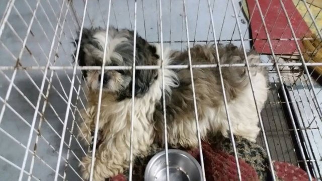 PF70380 - Shih Tzu Dog