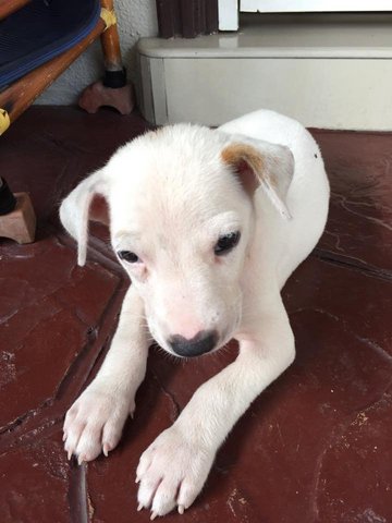 Pretty - Mixed Breed Dog