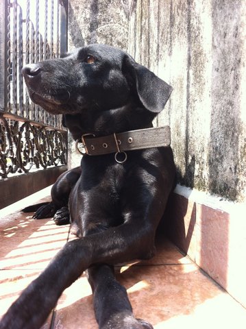 Black Black - Weimaraner Dog