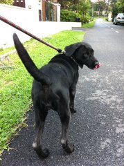 when she was having her evening walk.