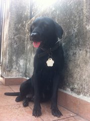 Happy black black after her evening walk.