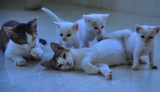 Kittens (Different Ages &amp; Colours) - Domestic Short Hair Cat