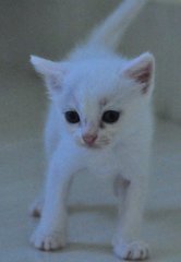 Kittens (Different Ages &amp; Colours) - Domestic Short Hair Cat