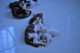 Kittens (Different Ages &amp; Colours) - Domestic Short Hair Cat