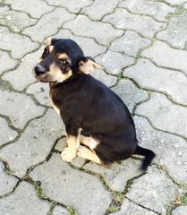 Cutie Pups - Mixed Breed Dog