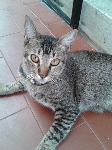 Baby - Domestic Short Hair Cat