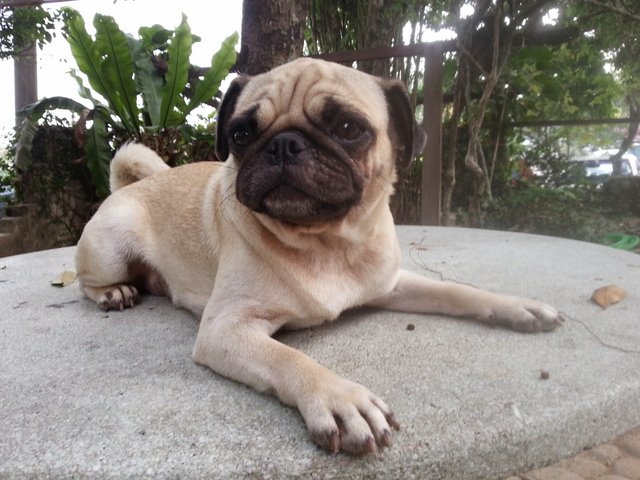 Prunee - Pug Dog