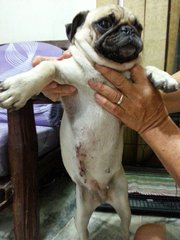 Prunee - Pug Dog