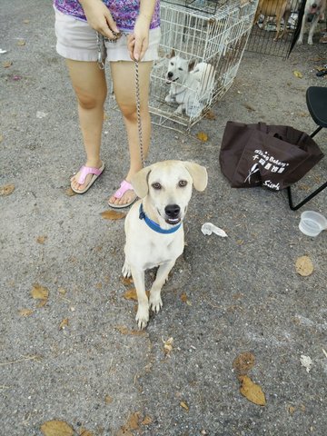 Blue - Mixed Breed Dog