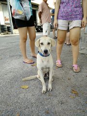 Blue - Mixed Breed Dog