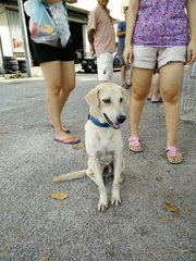 Blue - Mixed Breed Dog