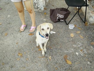 Blue - Mixed Breed Dog