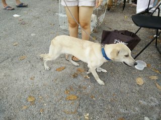 Blue - Mixed Breed Dog